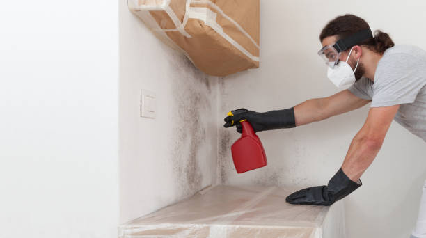 Basement Mold Remediation treatment on basement walls in Fulton