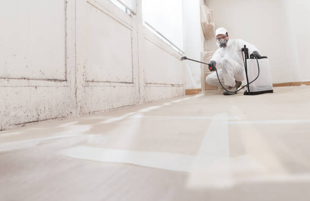 Black mold remediation team in Fulton